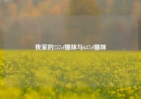 我家的757cf猫咪与637cf猫咪