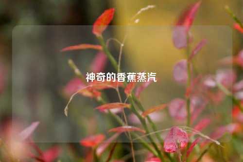 神奇的香蕉蒸汽